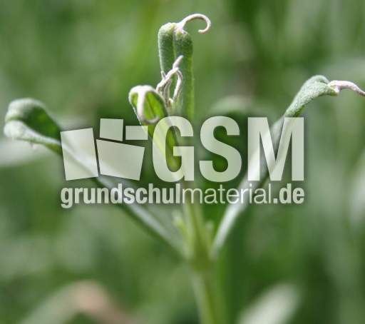 Lavendel-15.jpg